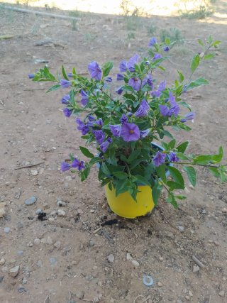 Solanum rantonettii azul