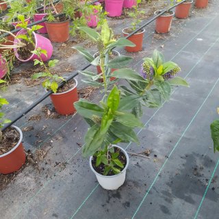 Hebe Veronica Blue Planta