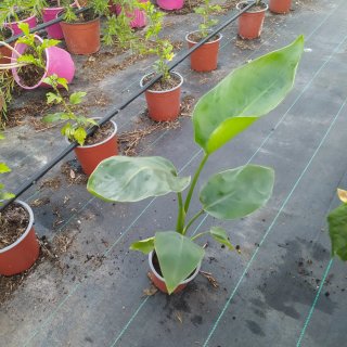 Planta Strelitzia Nicolai