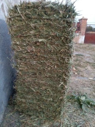 Alpacas de forraje de avena