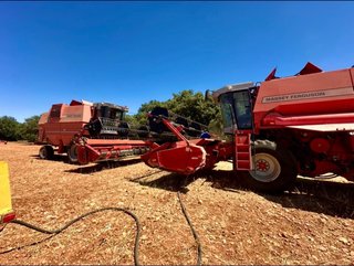 2 Cosechadoras Massey Ferguson
