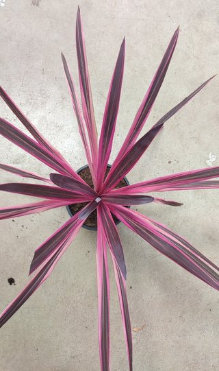 LoteA: 1PolygalaMyrtyfolia y 1CordylinePinkPassion