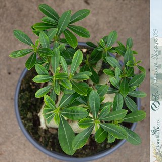 Adenium Obesum Ø23 cm - Rosa del Desierto