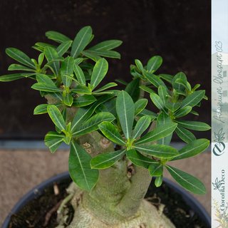 Adenium Obesum Ø23 cm - Rosa del Desierto