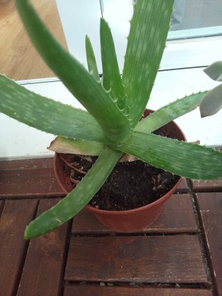 Plantas variadas