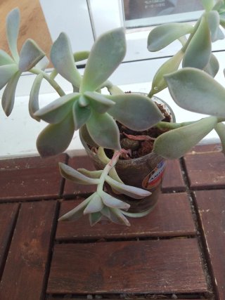 Plantas variadas