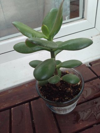 Plantas variadas