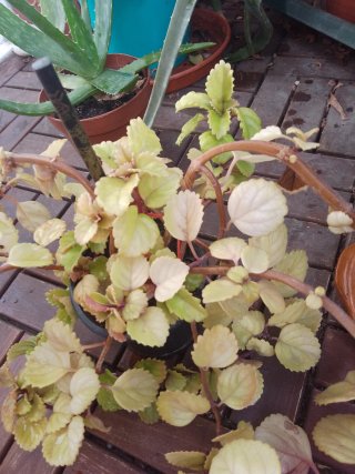 Plantas variadas