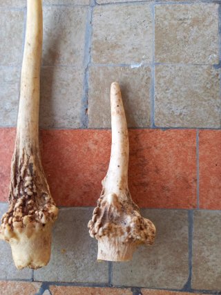 Corni ornamentali da esposizione