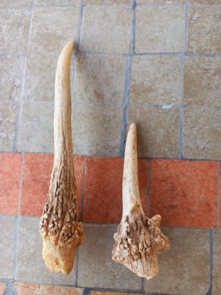 Corni ornamentali da esposizione