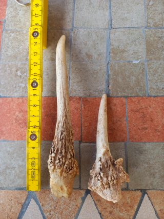 Corni ornamentali da esposizione