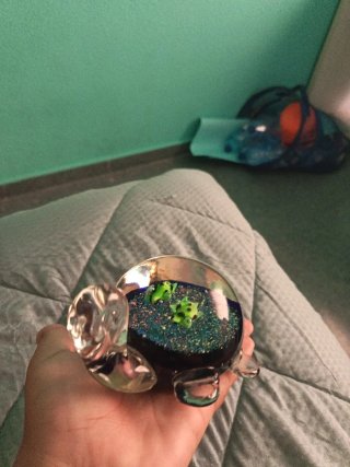 Tortuga sujetalibros de cristal azul