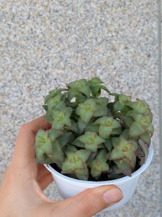 Planta suculenta "Crassula Perforata" em vaso