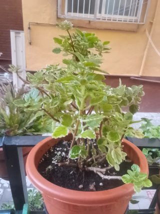 Planta del incienso.