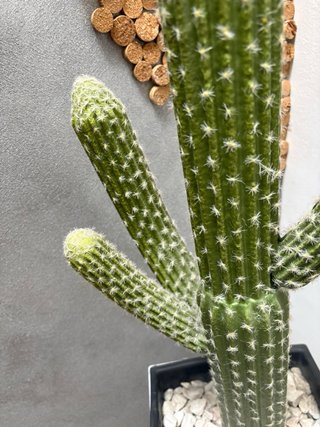 Cactus con maceta de diseño