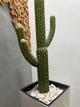 Cactus con maceta de diseño