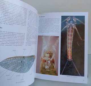 Moscas para la Pesca - R. del Pozo Obeso - Everest