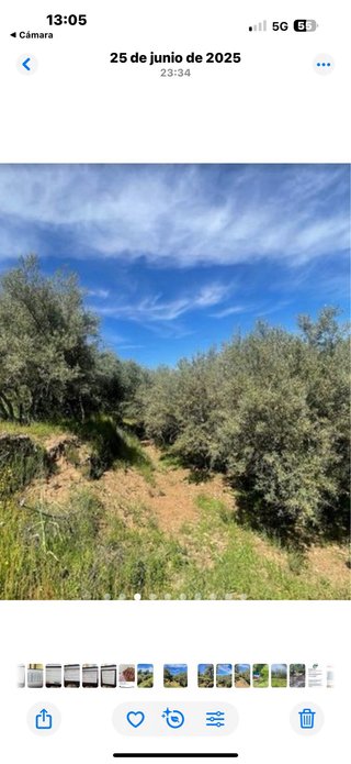 Olivar con vistas... son 52 olivas . 3000 m con zo
