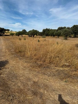 Finca Rústica 3.542m2 con 10 olivos