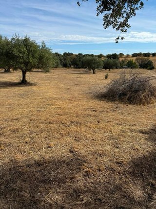 Finca Rústica 3.542m2 con 10 olivos