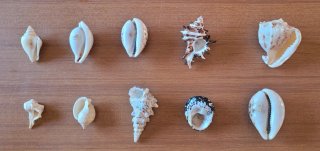 Lotto #5 - 10 conchiglie marine da collezione