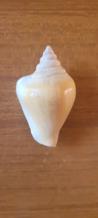 Lotto #5 - 10 conchiglie marine da collezione