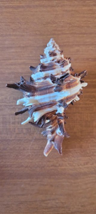 Lotto #5 - 10 conchiglie marine da collezione