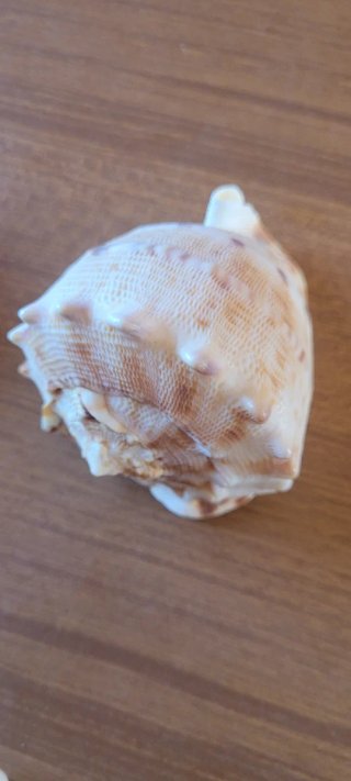Lotto #5 - 10 conchiglie marine da collezione