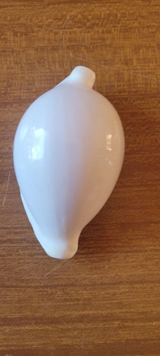 Lotto #5 - 10 conchiglie marine da collezione