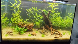 Acuario 65L con mueble marron-negro