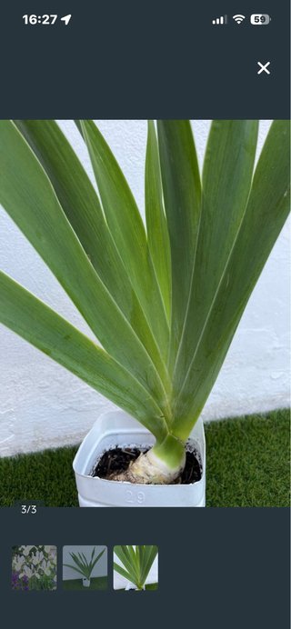 Planta Iris germanica Blanca