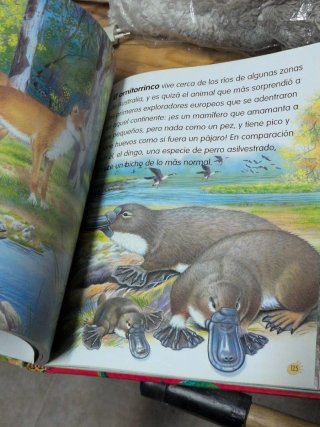 Animales del mundo no 1