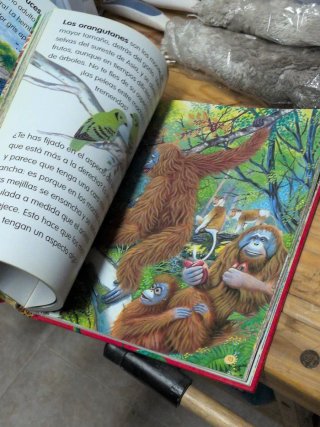 Animales del mundo no 1