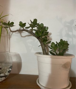 Bonsai Crassula