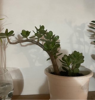 Bonsai Crassula