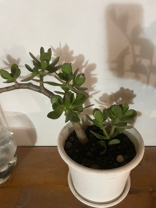 Bonsai Crassula