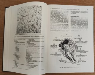 Libro Hematologia Medicina de Laboratorio.