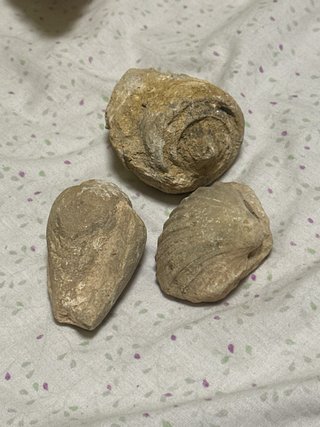 Lotto di minerali, conchiglie e fossili, ASCOLTA LE OFFERTE!