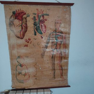 Láminas de anatomía antiguas (6 unidades)