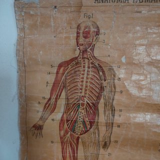 Láminas de anatomía antiguas (6 unidades)