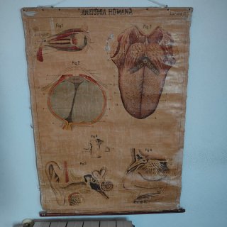Láminas de anatomía antiguas (6 unidades)