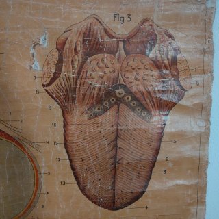 Láminas de anatomía antiguas (6 unidades)