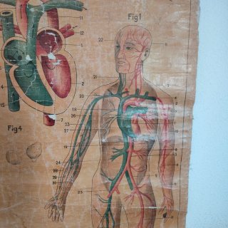 Láminas de anatomía antiguas (6 unidades)