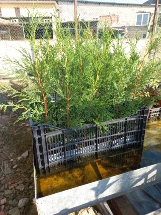 10 Leylandis para jardín