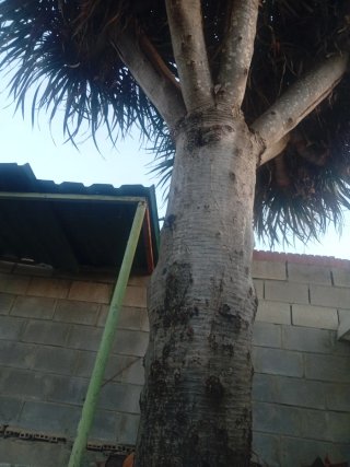 Drago centenario 4,5m en pie