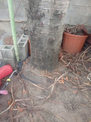 Drago centenario 4,5m en pie