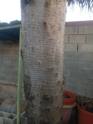Drago centenario 4,5m en pie