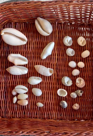 Conjunto di conchiglie marine naturali del Caraibi