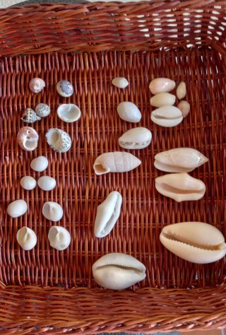 Conjunto di conchiglie marine naturali del Caraibi