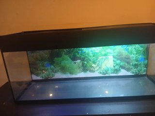 Acuario Negro y Transparente